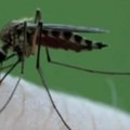 Prednjače Italija i Grčka: Virus Zapadnog Nila širi se Evropom, već više od 10 zemalja prijavilo slučajeve zaraze. EU poziva…