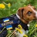 Rusija i Ukrajina: Mačke i psi influenseri pomažu Ukrajincima da prebrode rat