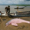 Suša ubija: Više od 100 delfina uginulo u Amazonu kada je temperatura vode dostigla 39 stepeni Celzijusa