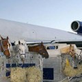 Avioni i incidenti: Konj Hudini se oslobodio u avionu tokom leta, pilot morao da se vrati u Njujork