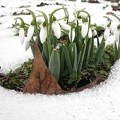 Neverovatan prizor iz sela kod Topole! Ljudi šokirani šta je provirilo iz snega: Ovo nije prvi put, ali...