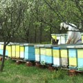 30. april rok za prijave košnica u pčelinjaku