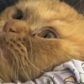 Ovako se vole životinje Preslatka beba zagrlila svoju mačku iz sve snage, snimak će vas rastopiti! (video)