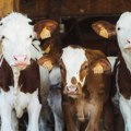 Простран: За извоз говедине у Кину треба обновити сточни фонд
