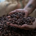 Cena kakaoa uporno raste: čokolada može biti samo skuplja, a manja