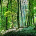 Dobrotvorna šetnja za decu NURDOR-a na Fruškoj gori