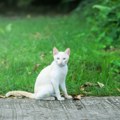 Jezivo upozorenje koje ne smete ignorisati Ukoliko vam je bela mačka prešla put - evo šta vam sleduje!