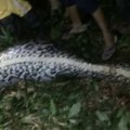 (Uznemirujući video) Piton progutao čoveka Obmotao ga, ugušio i pojeo u jednom komadu: Meštani rasporili zmiju i našli telo…
