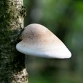 Izgleda da gljive „razgovaraju“ nakon kiše, i to na neobičan način