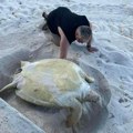 Morska kornjača od 180 kila se "zaglavila" na plaži: Pogledajte kako su je dobri ljudi spasili