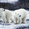 Поларним медведима прети глад због климатских промена