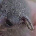 Čula da neko cvili iz žbunja Žena spasila preslatku životinjicu (video)