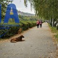 Napadaju u čoporima, ne zaobilaze ni decu: Veliki problem sa psima lutalicama u Priboju uskoro će biti potpuno rešen