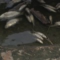 Rukavac beo od ribe, odgovori i dalje mutni – meštani traže hitnu reakciju nadležnih