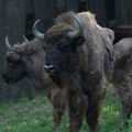 Stigla prinova na Fruškoj gori: Preslatka beba bizona raznežila sve, pogledajte kako je medena