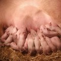 Rekorderka iz Vladičinog Hana: Krmača na svet donela čak 21 prase, u neverici i veterinar