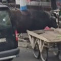 Bizon nasrnuo na ljude u centru grada: Razjarena životinja povredila jednu osobu, drama u Turskoj