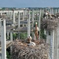 Rekordni broj gnezda belih roda u novosadskoj koloniji – kod “Rodića” (FOTO)