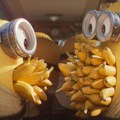 Čuveni Malci se vraćaju, i to u zlatno doba Holivuda: Premijera novog filma sa Minionsima