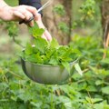 Stare sorte biljaka koje su neprocenjivo bogatstvo - stručnjak otkriva zašto ne smemo da ih izgubimo