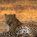 Ušla je u prostor sa dva leoparda, a onda je usledio napad! Radnica safari parka preminula od povreda