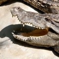 Kina: Desetine krokodila pobeglo sa farme posle poplava