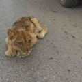 (VIDEO) Pronađeno mladunče lava kod Subotice: Prolaznici ga mazili