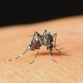 Broj zaraženih denga groznicom uvećan deset puta: Kako izgledaju simptomi?