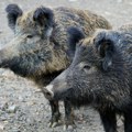Potvrđen prvi slučaj afričke kuge kod divljih svinja u Crnoj Gori
