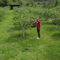 Rakija od rukom branih dunja: Milan Miloradović iz Vitanca nada se dobrom rodu, jer je dunjar preživeo mraz, domaće piće…
