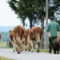 Nikitović (NLS): Poljoprivreda je zapostavljena jer nema prostora za korupciju