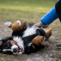 Vaš pas se stalno prevrće na leđa? Evo šta vam zapravo poručuje i ima li razloga za brigu