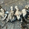 Невреме убило роде код Параћина: Срушено гнездо, младунци нису преживели (фото)