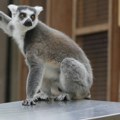 Novi dom za lemure u Beo zoo-vrtu dobio neočekivane goste: "Naselile su naš mini Madagaskar"