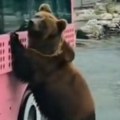 Majstore, zadnja vrata! I medvedi se voze javnim prevozom (video)