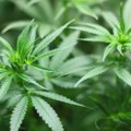 Nemačka Vlada predložila zakon o legalizaciji korišćenja i gajenja marihuane
