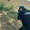 Na dve lokacije u Bačkoj Topoli uočeno 13 uginulih srna
