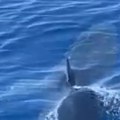 Morski lav raskomadao ajkulu Okršaj predatora trajao 3 minuta, posetioci plaže užasnuti (video)