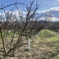 Prolećni radovi u voćnjacima u Toplici, u toku orezivanje i prskanje