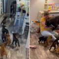 "Mislim da nije spreman da bude otac!" Urnebesan snimak boksera sa štencima obišao svet
