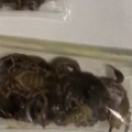 Kustos muzeja pokušao da prokrijumčari 1.500 otrovnih škorpija i paukova iz Turske (VIDEO)