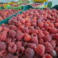 Malinari iz Arilja pozvali na protest u utorak: Cena od 400 dinara neprihvatljiva