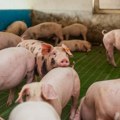 Afrička kuga svinja potvrđena u dva mačvanska sela, eutanazirano oko 700 životinja