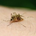 Treći smrtni slučaj od groznice Zapadnog Nila u Severnoj Makedoniji