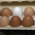 Hitno povlačenje jaja iz prodaje: Pronađena salmonela, proverite da li ste ih možda kupili i nemojte ih jesti