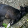 Domaćin u Prijepolju zatekao jeziv prizor u dvorištu: Svoja dva psa pronašao mrtva u lišću, sumnja da su pretučeni i…