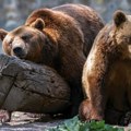 U Španiji zasađene plantaže voća za medvede da ne bi prilazili gradovima