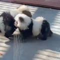 Crno-beli čau-čau: Zoološki vrt u Kini optužen za lažno oglašavanje jer je farbao pse da liče na pande (VIDEO)