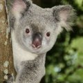 Mračna budućnost australijskih koala