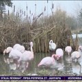 Neverovatno Flamingosi opstaju na srpskoj zimi, a Miki ima još jednu senzacionalnu tajnu u svom zoo-vrtu!